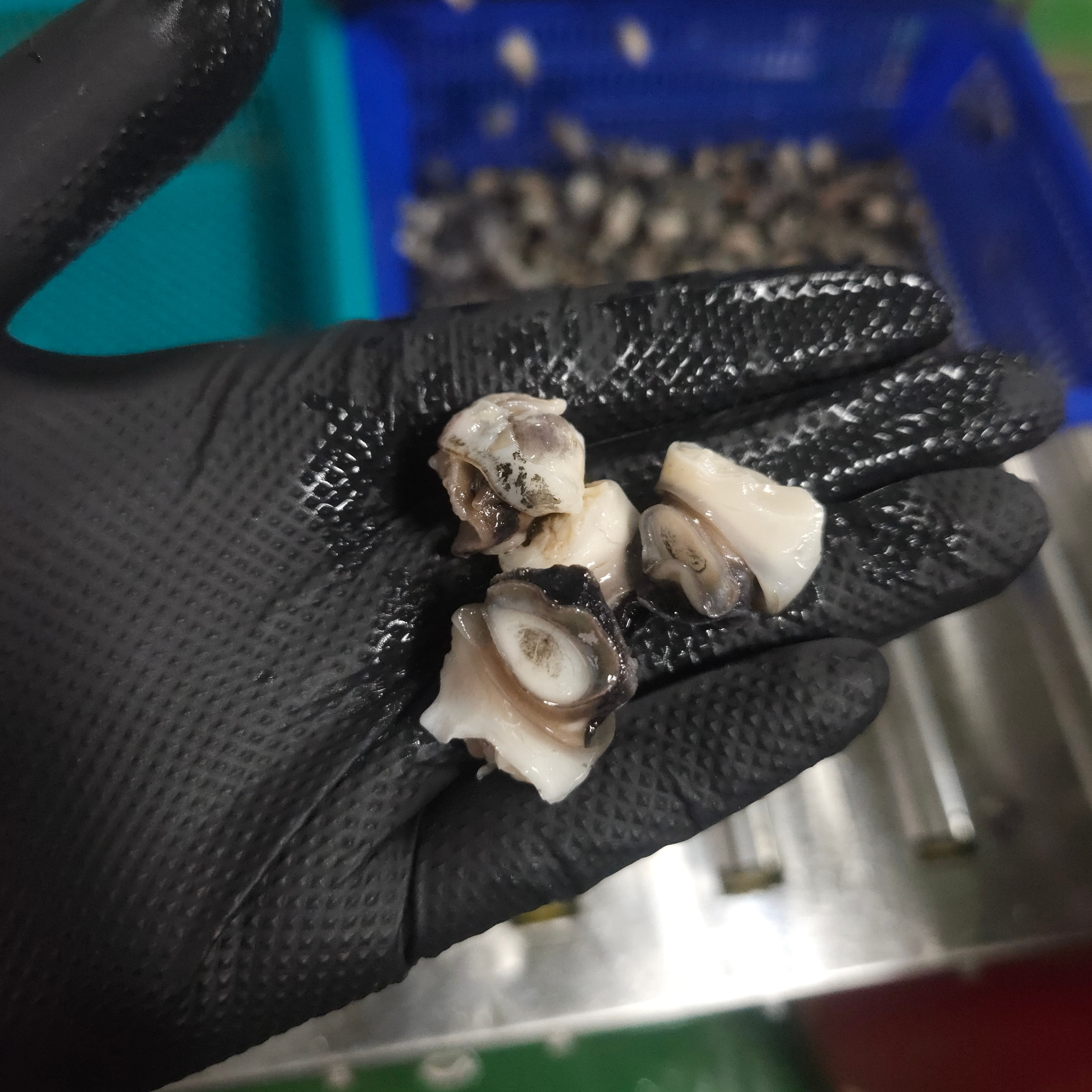 손질 완료! 이제 포장만 하면 배송 준비 끝 📦