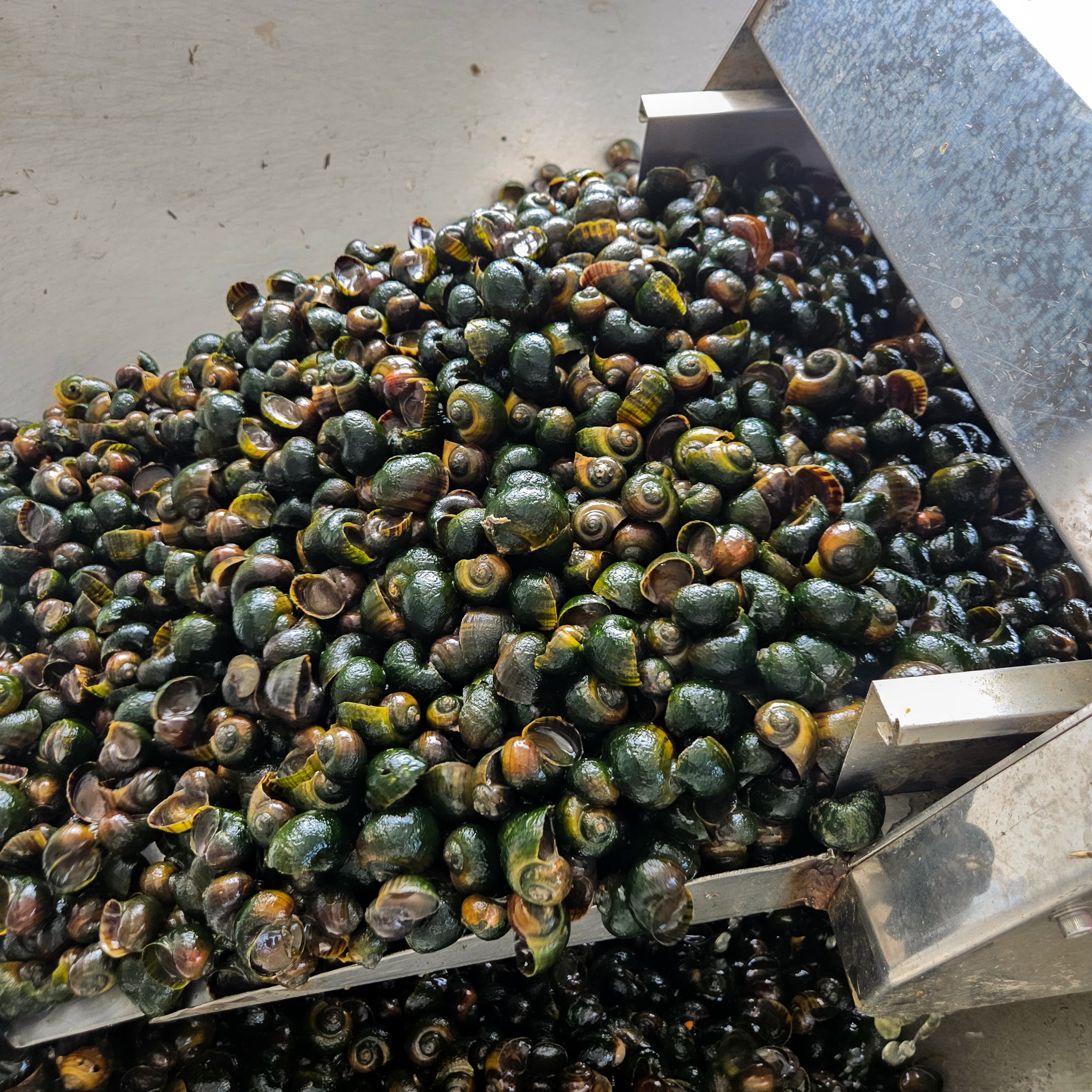 탈각 전 우렁이 모습, 곧 손질 시작합니다!